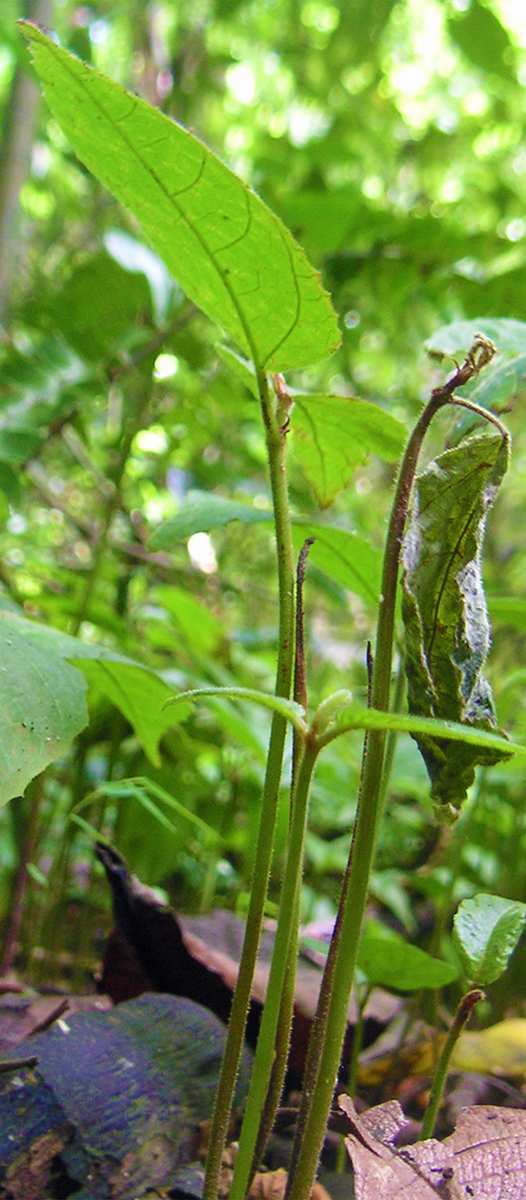 A seedling of Castilla elastica attacked by pathogens in the understory in Panama.